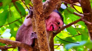 The Poor little baby monkey was cyng scred angrily mother health weakness cant care of baby [upl. by Lexine]