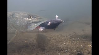 Pike Devours RAT [upl. by Crutcher]