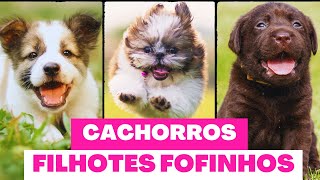 FILHOTES DE CACHORRO  TOP VÍDEOS de pura fofura [upl. by Atrebla972]