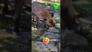 Hungry Cute Fox 🦊🦊Enjoying Chicken Leg 😋😋😋 [upl. by Laurens79]