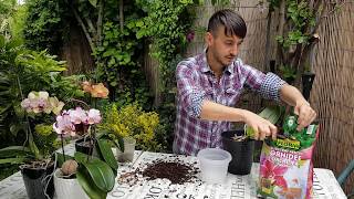 Schimbarea ghiveciului la orhidee Repotting orchid Phalaenopsis [upl. by Jarek]