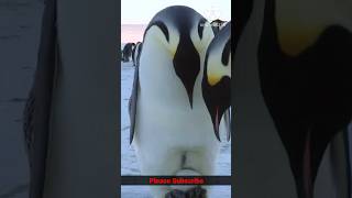 Random fact about penguins shorts viralshort newfacts [upl. by Pritchett]