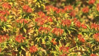 Safflower in the Sacramento Valley [upl. by Zingg]