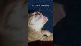 Let’s get some sleep cat catlover catsofyoutube catshorts catlover kitten catvideos furrbaby [upl. by Naret]