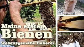 Meine Bienen ziehen ein wesensgemäße Imkerei im Bienenkorb Baumstamm und in der Warre Beute [upl. by Arella352]