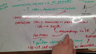 Formation of an atheromatous plaque LS5010 [upl. by Irrot]