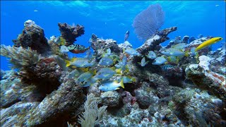 Diving The Florida Keys in 5K Florida Keys Scuba Diving [upl. by Atteyram]