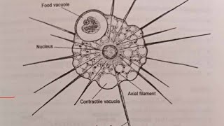 Class 49 Phylum Actinopoda [upl. by Yeldua]