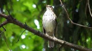 Sturz cantator  Song Thrush Turdus philomelos [upl. by Absa]