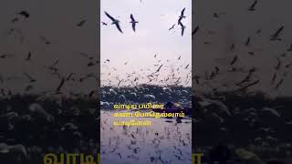 vallalar songs shordsfeed shordssho sathiyadeepam vallalarsongsintamil thiruvarutpa [upl. by Gildas]