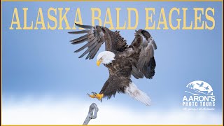 Alaska Bald Eagles in 4K [upl. by Vookles]