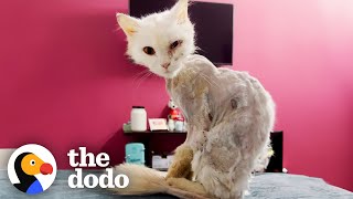 Cat Turns Into Skeleton After Being Abandoned On Street  The Dodo [upl. by Clio]