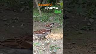 Beautiful sparrow bird sound [upl. by Hatti676]