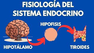 El sistema endócrino fisiología de glándulas y hormonas [upl. by Ossie]