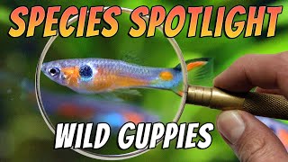 Wild Guppies Poecilia reticulata Freshwater Aquarium Fish Species Profile amp Care Guide [upl. by Ramah]