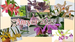 Цветение орхидей Август 2023 [upl. by Pich]