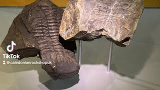 Trilobite fossils Hunterian Museum Glasgow [upl. by Rubia689]