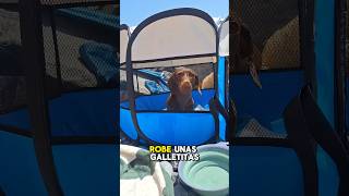 ¿MEREZCO SALIR🥹 dachshund perrosalchicha perros teckel mascotas humor viralshorts kids [upl. by Nylssej324]