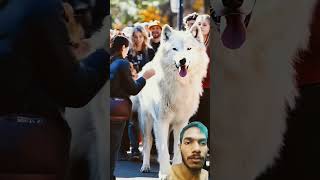 This White Timberwolf loves being pet timberwolf direwolves wolf wolf [upl. by Egiarc]