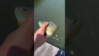 Bluegill in Candlewood lake [upl. by Dorolisa]