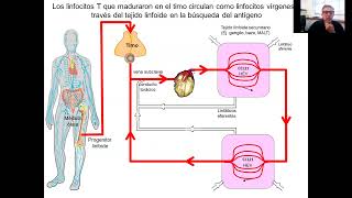 Immunología I  7 Clase Activación y funciones efectoras de linfocitos T [upl. by Nivlek960]