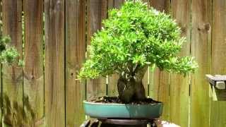 Pyracantha bonsai [upl. by Hajed255]