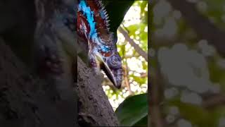 Reptilian Evolution on Planet EARTH [upl. by Airdnaxela682]