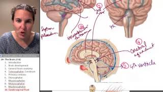 the Cerebrospinal Fluid Brain ☆ Human Anatomy Course [upl. by Ardnikat]