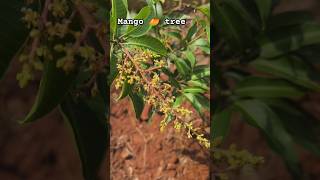 Grafted mango tree mangotrees grafted mangoflowering garden2024 nature [upl. by Adyeren]