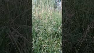 Grasses shortvideo grass [upl. by Leola]