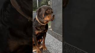 Rottweiler Bubzee Ne Final Lady Ollie Ke Sath Wo Galat Kaam Kar Liya shorts dogs rottweiler [upl. by Cooperstein171]