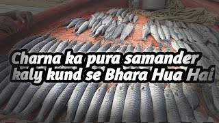 Barracuda He Barracuda kal kund ke Barmar Pora Samander Bhara Howa Hay Charna Ka [upl. by Blum]