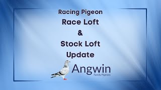 Racing Pigeons  Race Loft amp Stock Loft Update from Angwin Family Pigeons [upl. by Eerrahs]