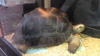 Aldabra Giant Tortoise  Largest in the World [upl. by Assilym]