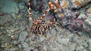 Today I was dancing with a European lobster Check out those moves Are they not elegant and posh [upl. by Halonna974]