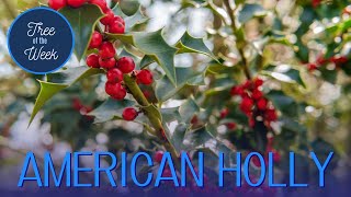 Tree of the Week American Holly [upl. by Alverson879]