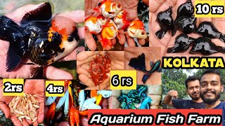 Aquarium Fish Farm in Kolkata  Cheapest Aquarium Fish in Westbengal  Fish Farming [upl. by Nisaj235]