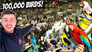 MASSIVE Bird Market in the UK  Stafford 2024 [upl. by Maighdiln]