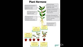 Germination in plants plant hormones How and where it work [upl. by Ynnaf845]