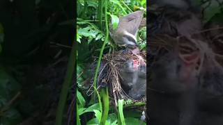 bird story Birds new viral video today viral video viral shots viral video [upl. by Foushee]