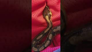 Baby Ball Python Making Noises Stuck Shed In Nose Causes Sound [upl. by Mauve653]