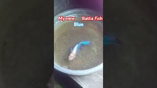 New Betta fish  fish  fish care fish fish vlog betta fish aquarium fish fish tank set [upl. by Charlean]