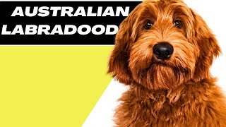 Australian Labradoodle  Things To Know Before Buy [upl. by Akyre]