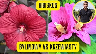 Hibiskus bylinowy a krzewiasty– różnice wymagania uprawa ketmii syryjskiej i hibiskusa begiennego [upl. by Ueih]