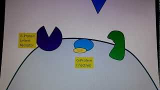 G protein Linked Receptors [upl. by Anedal]