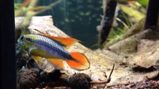 apistogramma agassizii Double Red couple [upl. by Osrick]