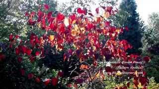 Cercis canadensis Forest Pansy [upl. by Irt316]