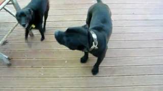 Staffordshire Bull Terrier talking amp barking [upl. by Owiat]