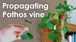 Propagating Pothos Vine Devils Ivy from Cuttings [upl. by Arehs632]