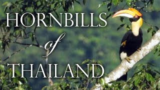 🔴 Hornbills of Thailand Documentary Nature Wildlife Birds Nathalie’s World [upl. by Wallas227]